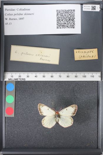 Media type: image;   Entomology 124454